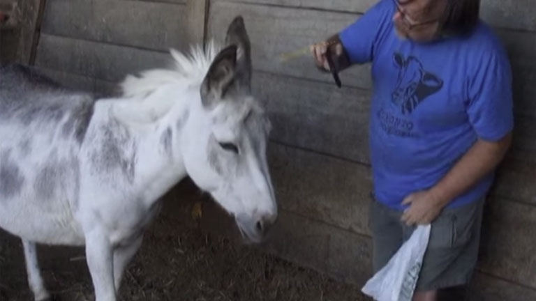 Payez pour qu&rsquo;une ânesse vienne interrompre votre réunion Zoom!