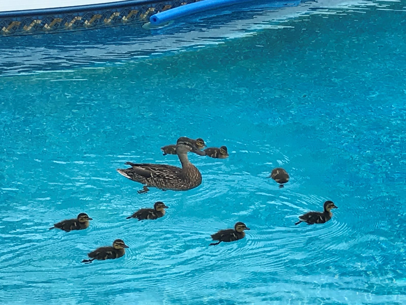 Des canetons et leur maman se rafraîchissent dans une piscine