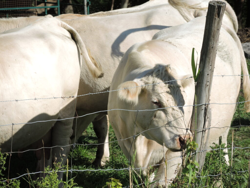 Les animaux de ferme souffrent aussi de la canicule