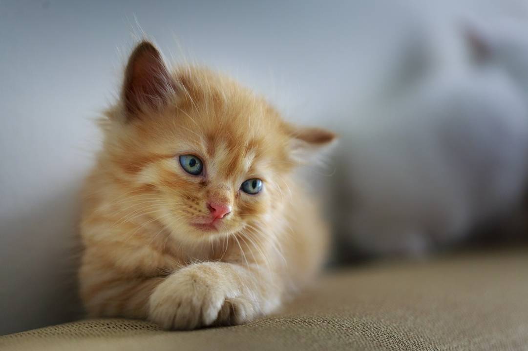7 mythes sur les animaux domestiques qui ont la vie dure