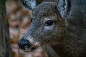 Relocalisation des cerfs : un casse-tête plus compliqué que prévu
