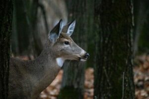 Sauvetage animal n’a pas obtenu le certificat nécessaire à la relocalisation des cerfs