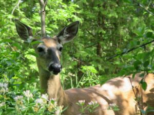 Cerfs à Longueuil : Sauvetage animal rescue présente son plan de relocalisation