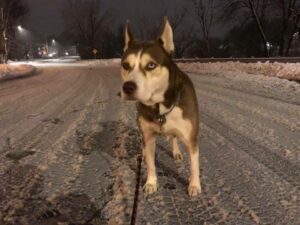 Un kilomètre à vol d&rsquo;oiseau pour le chien, c&rsquo;est ok