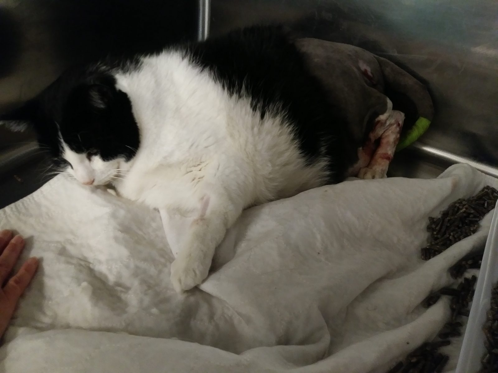 Attaques de chiens dangereux: la vigilance est de mise