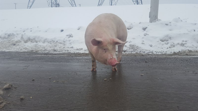 Un cochon sauvé sur l’autoroute 30