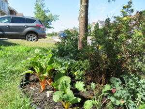 Des plates-bandes comestibles