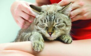 Les chats à l’honneur le 8 août