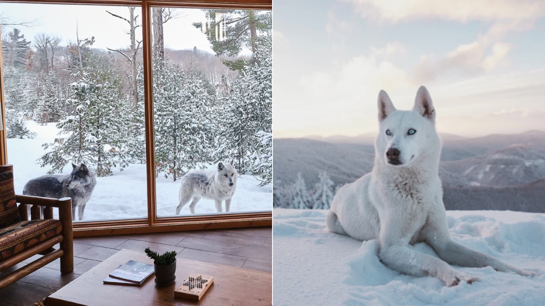 Dormez en plein cœur du parc Oméga parmi une meute de loups!