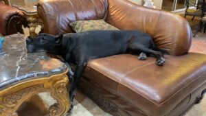 Trop grande pour le divan, mon amie?