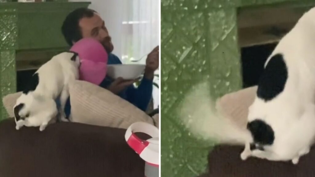 Une drôle de manière de montrer son contentement