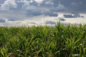 L&rsquo;été de tous les défis pour les agriculteurs de la Montérégie