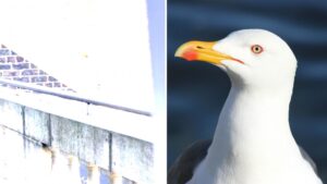 Quel cri ça fait une mouette déjà?