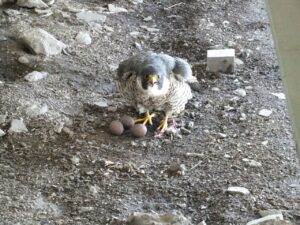 Retrait des nichoirs à faucons sur le pont Champlain