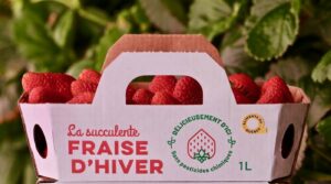 Des fraises d’hiver prochainement fabriquées dans la région ?