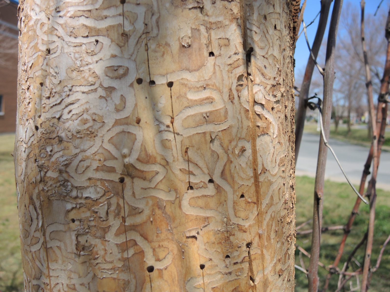 Sainte-Catherine vaccinera environ 300 frênes malades
