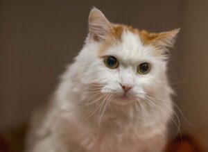 Ginger, la vedette de la semaine