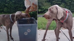 Quand la faim le guette, impossible de résister