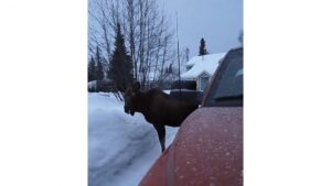 Tout un colosse qui vient déranger la paix