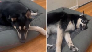 Pas tout le monde ne sait mentir