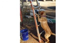 Aucun obstacle entre ses caresses et lui