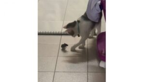 Le vrai jeu du chat et de la souris, ça ressemble à ça!