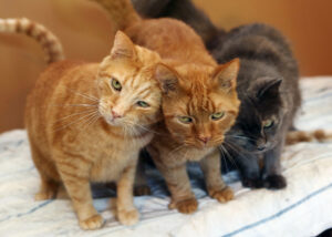 Président bénévole recherché pour la fondation Bella-Lou