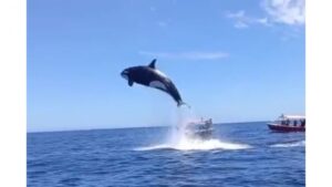 La chance a tourné pour ces touristes!