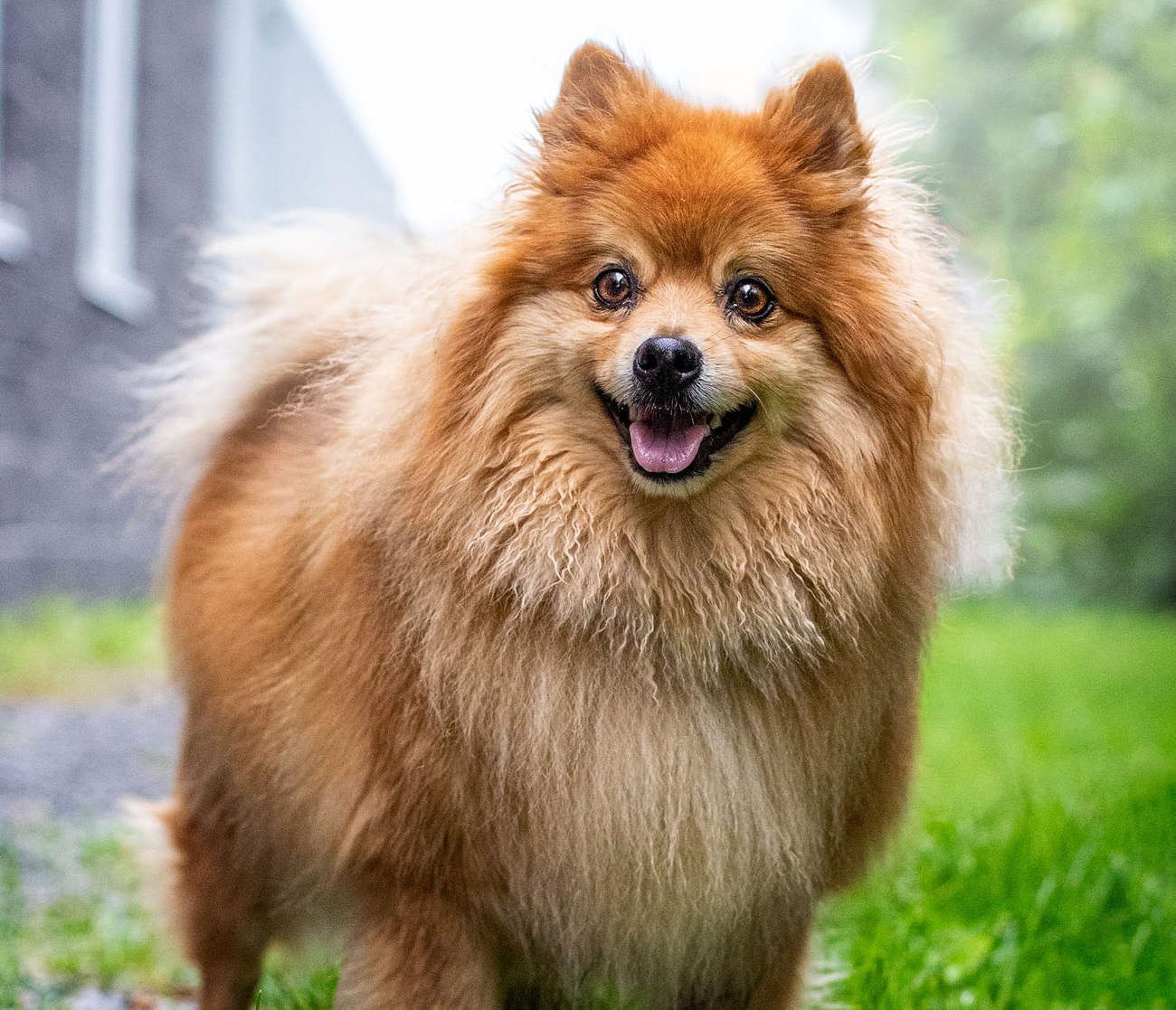 Max, l&rsquo;animal de la semaine