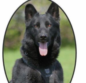 Les policiers de Longueuil disent adieu à un de leurs plus fidèles compagnons