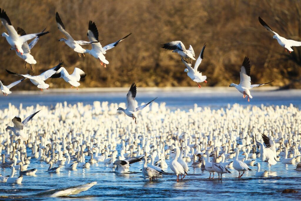 Les oies prolongent leur séjour en Montérégie