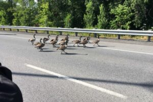 Un pont bloqué par des outardes à Salaberry-de-Valleyfield
