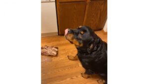 Face à un repas si délicieux, il n’y a aucun regret à avoir!