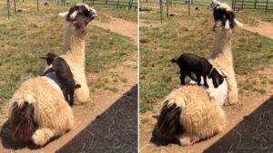 C’est moi ou c’est plus glissant qu’avant?