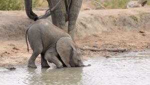 Attends, tu ne sais pas te servir de ta…?