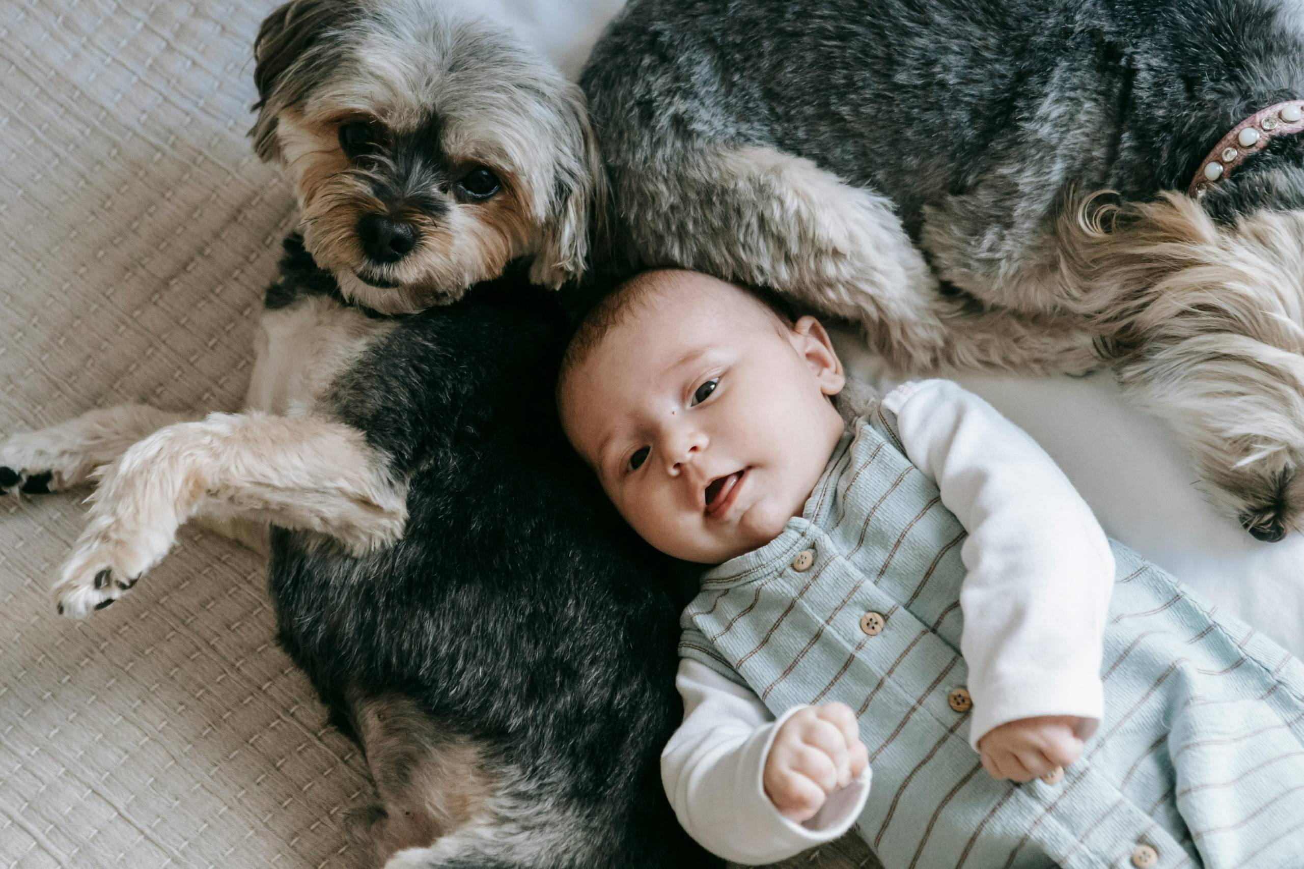 Préparer son animal à l’arrivée de bébé