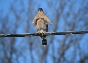 Un épervier de Cooper aperçu à Longueuil