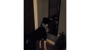 Au moins, ils peuvent dormir tranquilles…