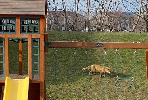 Des renards aperçus à Saint-Constant