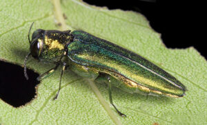 Agrile du frêne : coupe d&rsquo;arbres dans la Ville de La Prairie