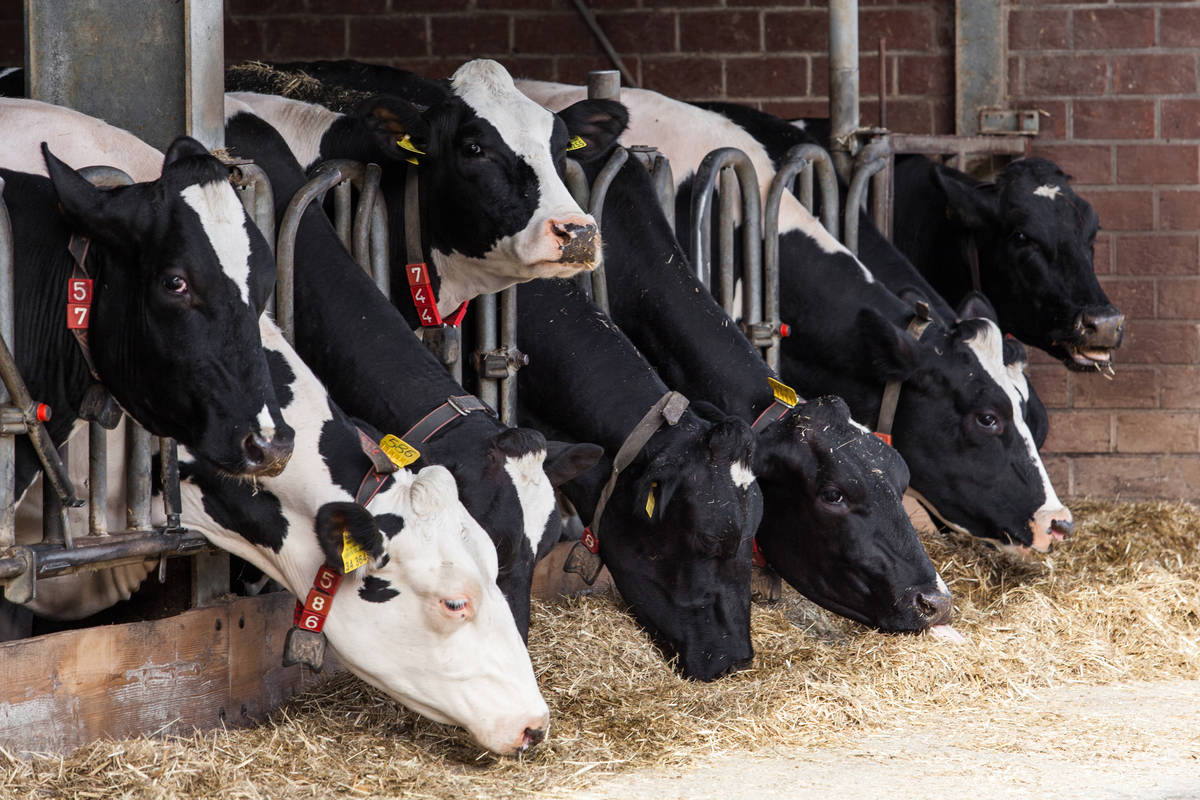 L’industrie laitière est menacée, selon le NPD
