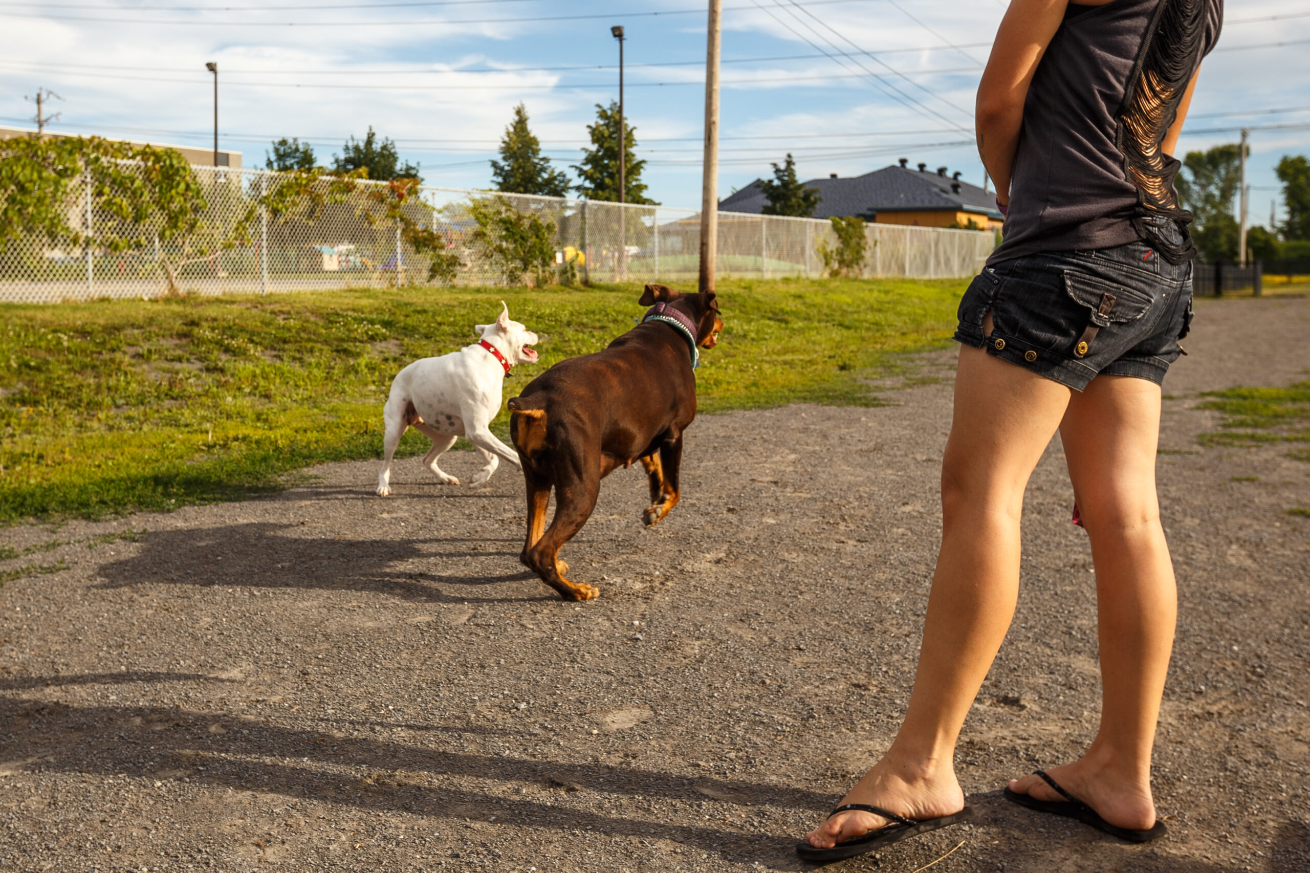 Deux nouveaux parcs canins dans la région