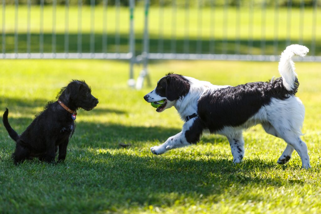 Échos du conseil de Saint-Constant : plus d’animaux dans les fêtes publiques