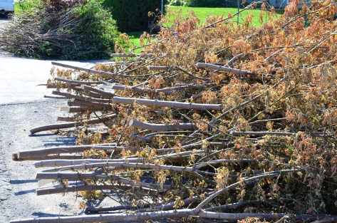 Pour un mois vert à Saint-Constant