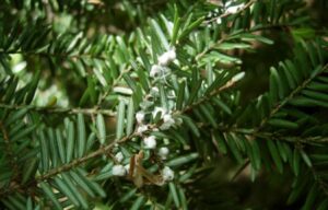 Pas d’insectes nuisibles dans nos forêts  en raison des changements climatiques
