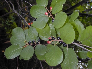 Opération d&rsquo;arrachage du nerprun, une plante nuisible à la régénération des boisés