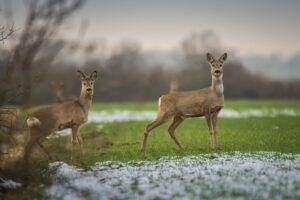 Un autre accident impliquant une voiture et un chevreuil