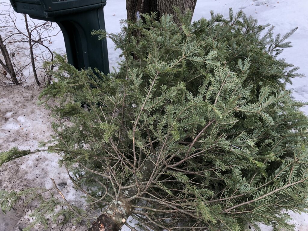 Les municipalités de la MRC de Roussillon offre des collectes de sapins, cartons et autres après le temps des Fêtes.