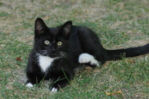 Brossard choisit la SPCA Roussillon pour la gestion animalière sur son territoire
