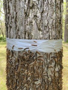 Les chenilles spongieuses ont ravagé des centaines d&rsquo;hectares de boisés sur la Rive-Sud